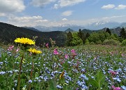 66 Il rosa della silene dioica, il giallo del tarassaco, l'azzurro dei nontiscordar